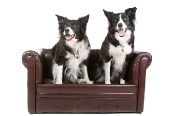 front view of two border collie dogs up on a coach