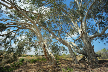 Fototapeta na wymiar Eukaliptus