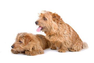 Two Norfolk Terrier dogs isolated on white