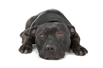 front view of a staffordshire bull terrier
