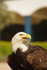 ハクトウワシ