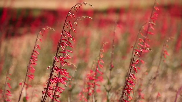 Hackberry Beardtongue (Penstemon subulatus) Flower Blossom