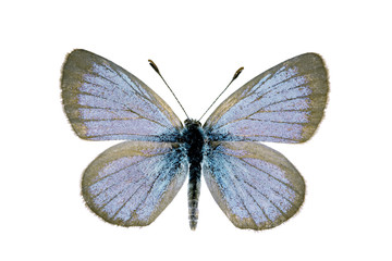 Butterfly - Common grass blue, zizina labradus