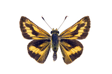 Obraz na płótnie Canvas Motyl - turzyca Południowa Szablak, Telicota eurychlora