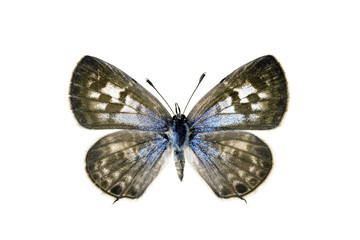 Butterfly - Plumbago Blue, Leptotes plinius, female