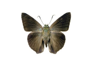 Butterfly - Narrow-banded Awl, Hasora khoda