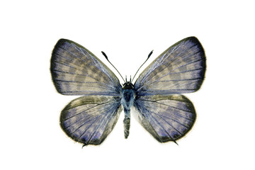 Naklejka na ściany i meble Butterfly - Plumbago Blue, Leptotes plinius, male