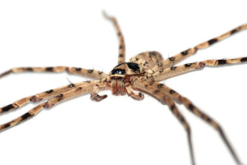 giant spider