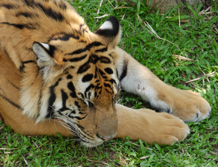 Müder Tiger