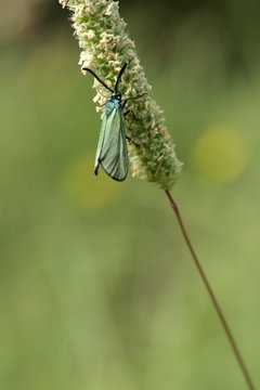 Turquoise (Adscita Statices)