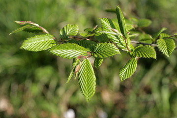 Feuilles de charme commun(Carpinus betulus)