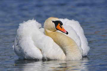Obraz premium Höckerschwan