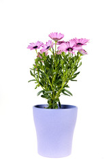 a spanish daisy in a vase
