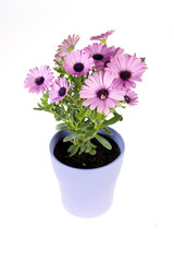 a spanish daisy in a vase