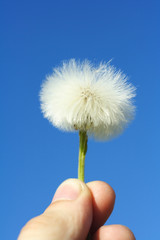 Holding a dandelion up against a blue sky