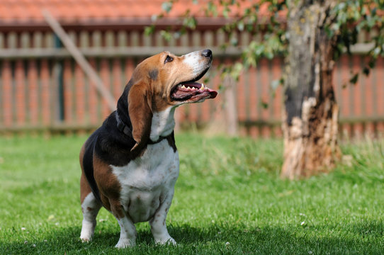 stehender Beagle 