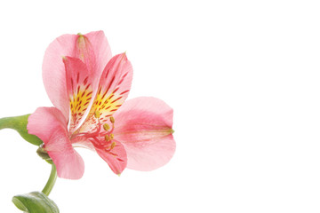 Obraz na płótnie Canvas Red day lilly flower
