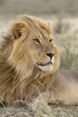 Obraz na płótnie Canvas Mężczyzna Kalahari lwa na wietrze