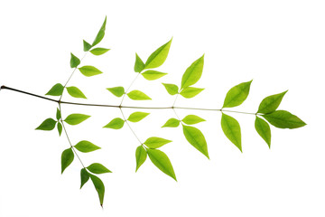 tree leaf isolated on the white  background.