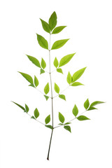 tree leaf isolated on the white  background.