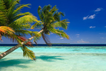 Fototapeta na wymiar Tropikalna Paradise na Malediwach