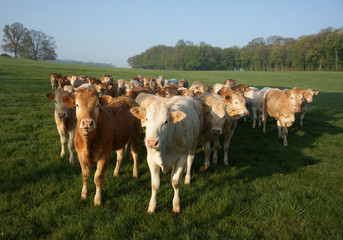 Animal ferme vache 19