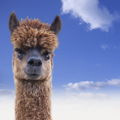 Brown alpaca watching you in front of blue sky with clouds