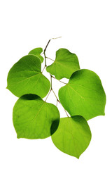 tree leaf isolated on the white  background.