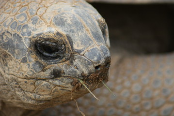 Aldabra Giant Tortoise