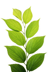 Fototapeta na wymiar tree leaf isolated on the white background.