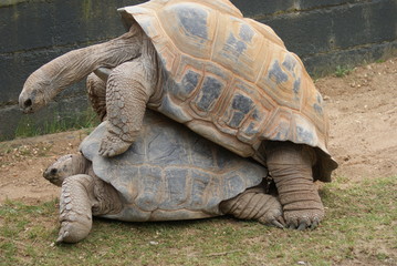 Aldabra Giant Tortoise: Mating