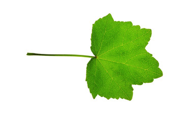 Tree leaf and white background