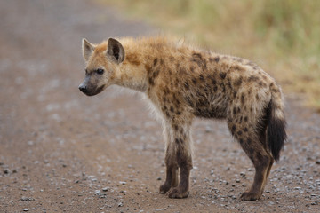 Spotted hyena youngster