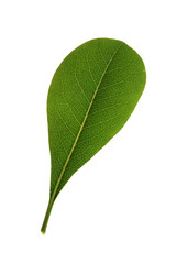 Tree leaf and white background