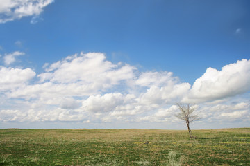 Fototapeta na wymiar landscape field with cloudy sky