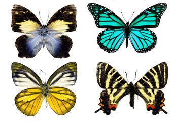 Fototapeta na wymiar Some various butterflies isolated on white
