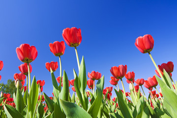 red tulips against the blue sky