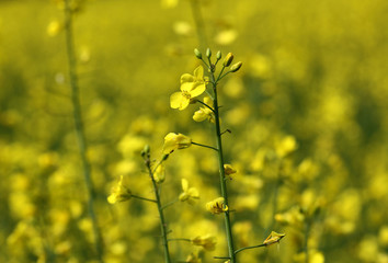 Rapsblüte