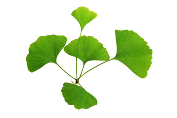 tree leaf isolated on the white  background.