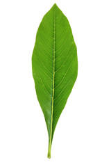 Obraz premium Tree leaf and white background