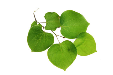 Fototapeta premium tree leaf isolated on the white background.
