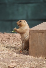 Black-tailed Marmot