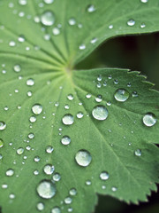 Regentropfen auf Blatt
