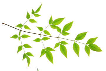 tree leaf isolated on the white  background.