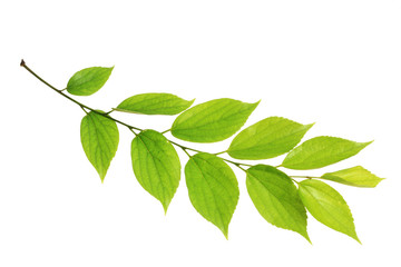 Fototapeta na wymiar tree leaf isolated on the white background.