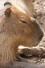Capybara