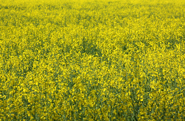 Obraz premium Rapsfeld