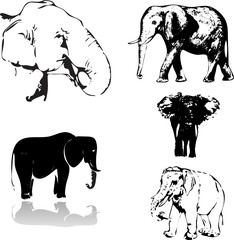 elephants