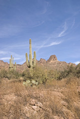 Saguaro cactus on the Apache Trail, Arizona