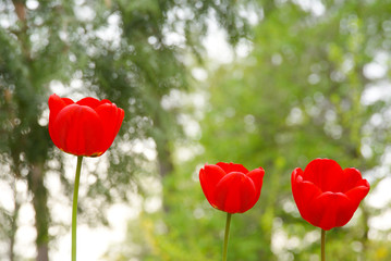 Three red tulips on halitosis wet wood and light heel